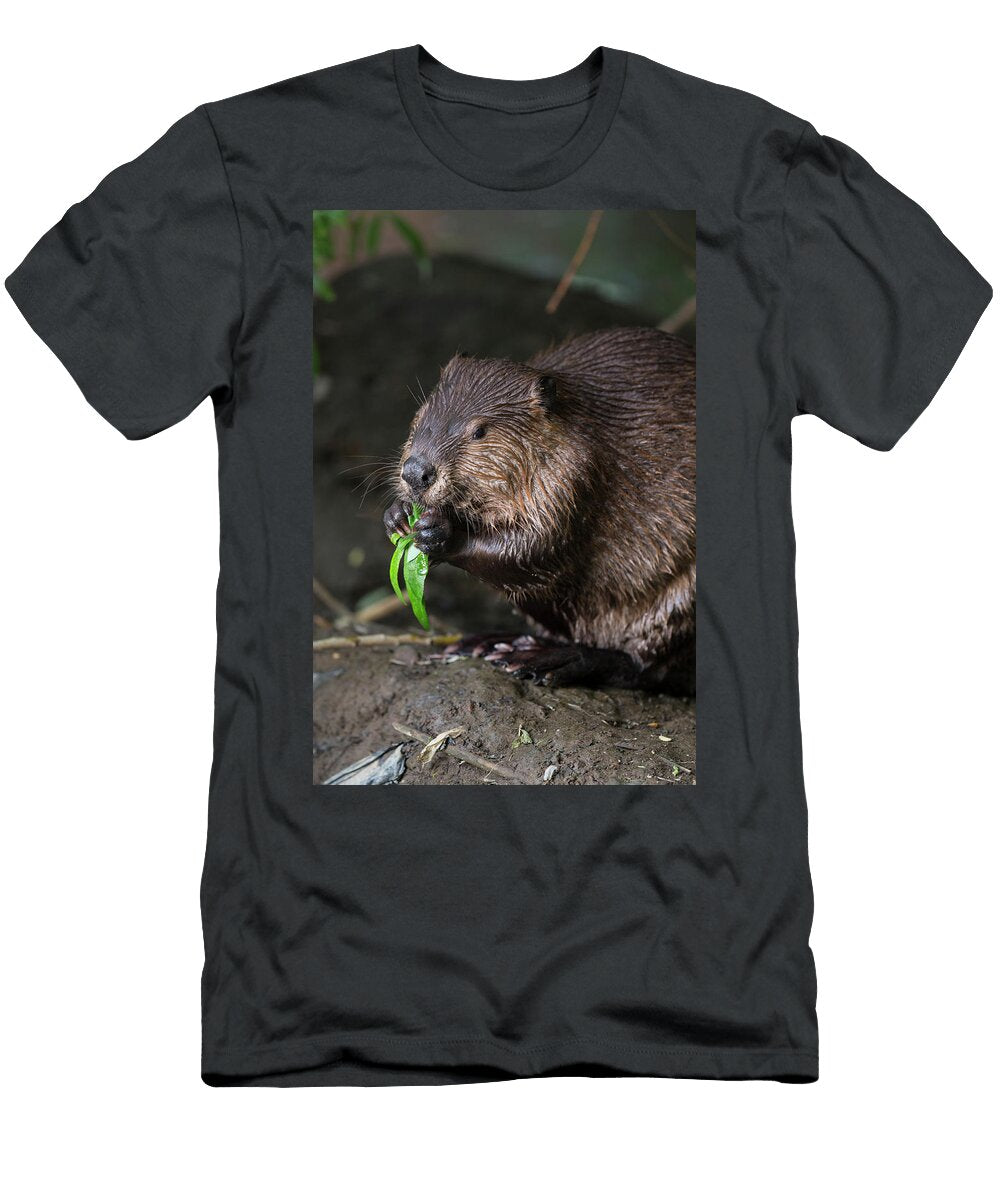 North American Beaver Eating Willow Martinez California Suzi Eszterhas Natureplcom T-Shirt
