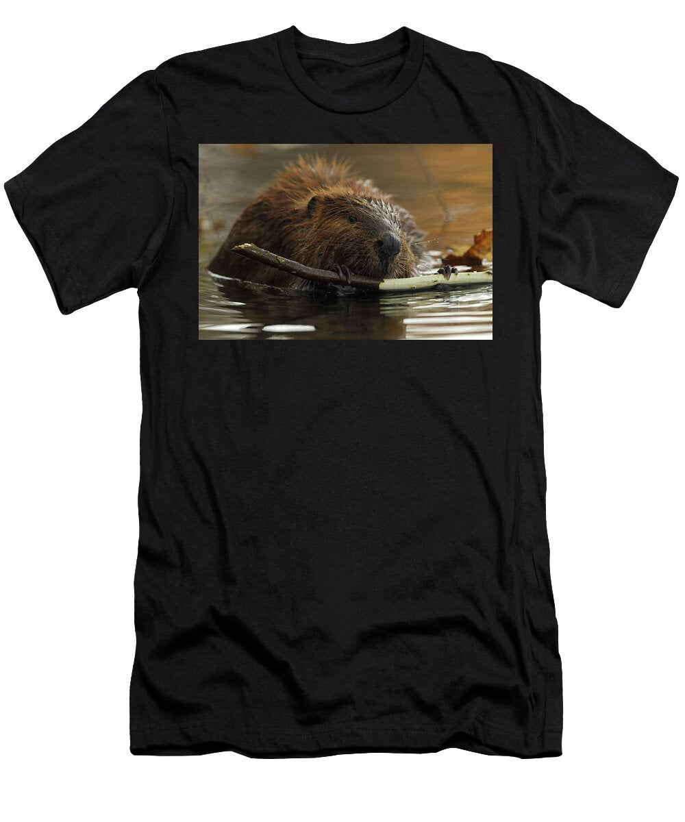 North American Beaver Feeding on Tree Bark Maryland USA John Cancalosi Natureplcom T-Shirt