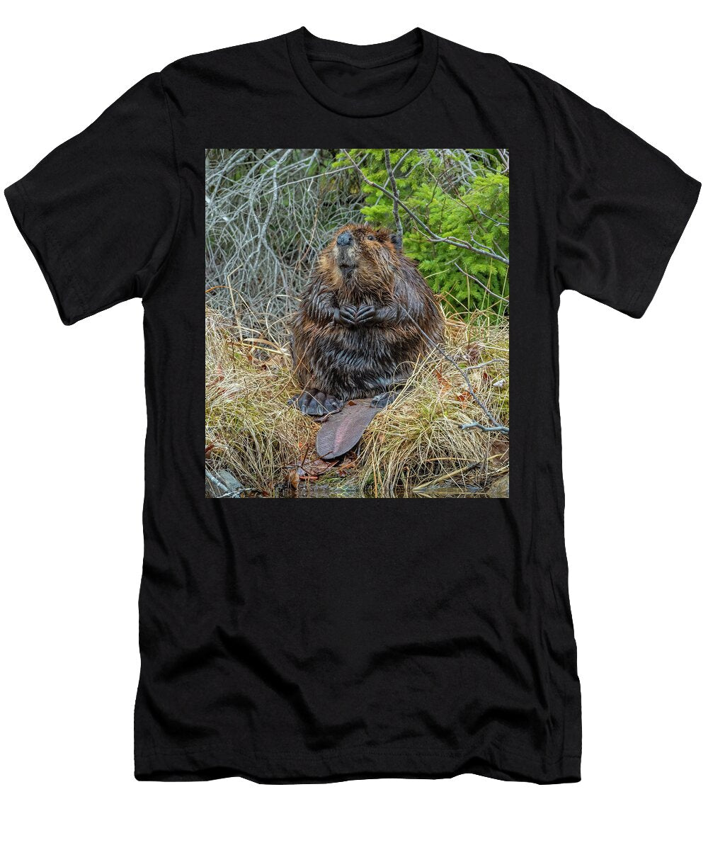 North American Beaver Grooming Acadia National Park George Sanker Natureplcom T-Shirt