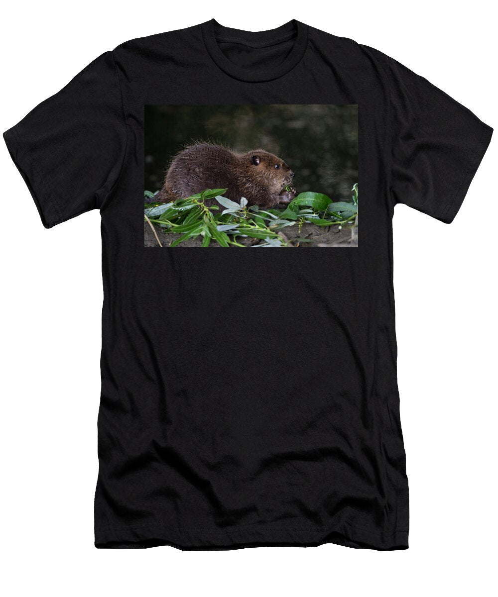 North American Beaver Kit Eating Willow Martinez Suzi Eszterhas Natureplcom T-Shirt