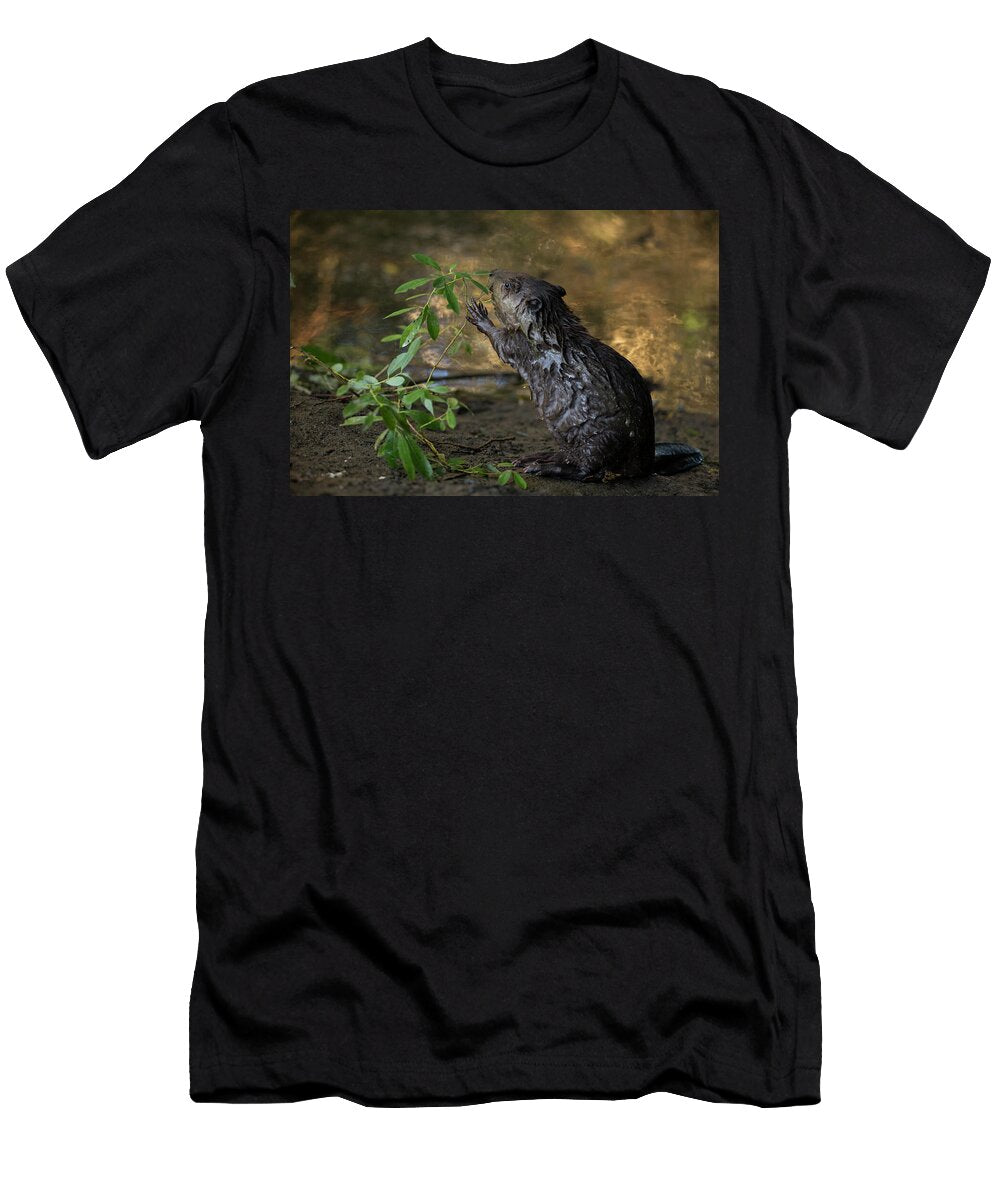 North American Beaver Kit Playing with Willow At Waters Suzi Eszterhas Natureplcom T-Shirt