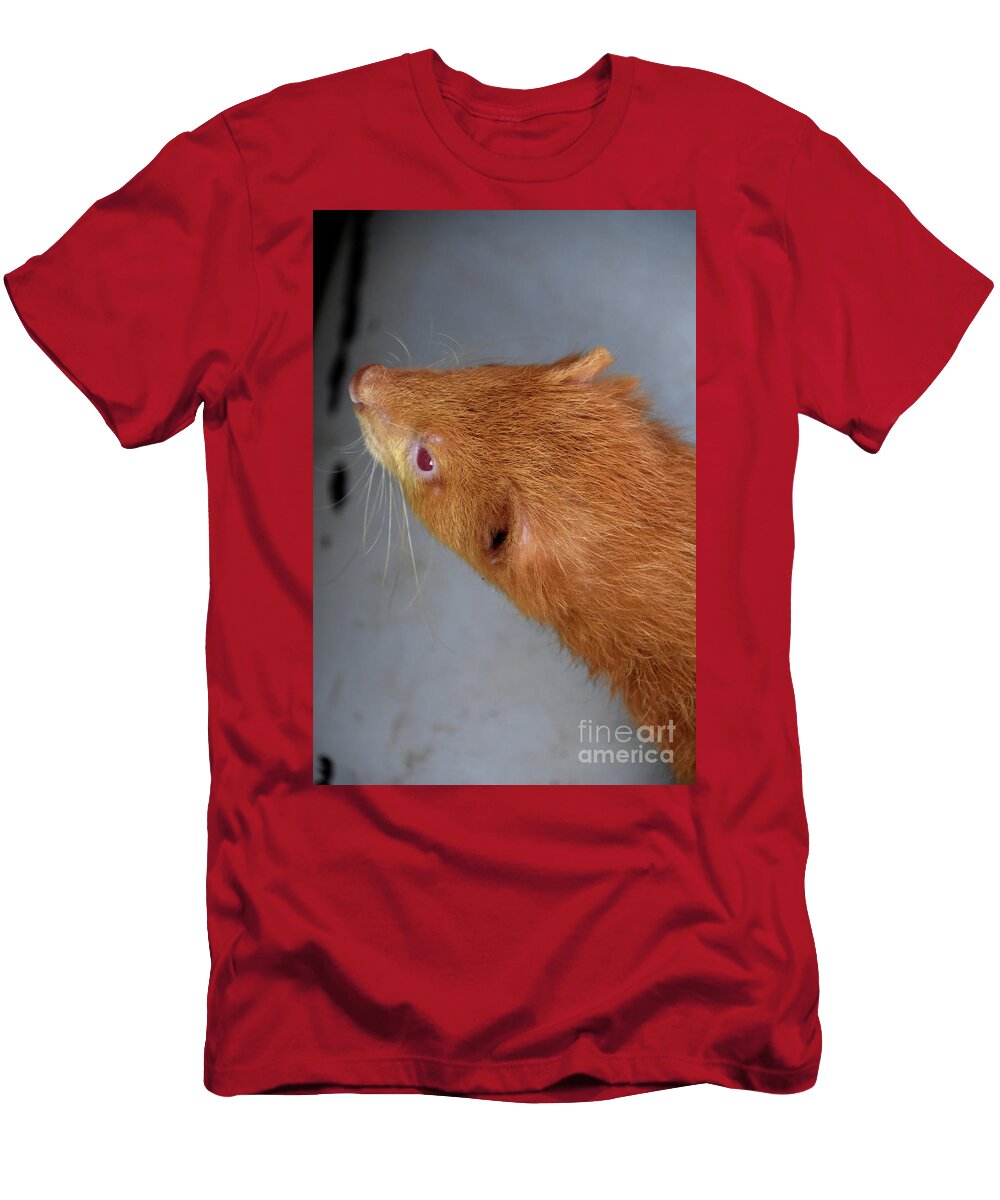 Orange Ferret with Light Colored Eyes and a Pink Nose Dejavu Designs T-Shirt