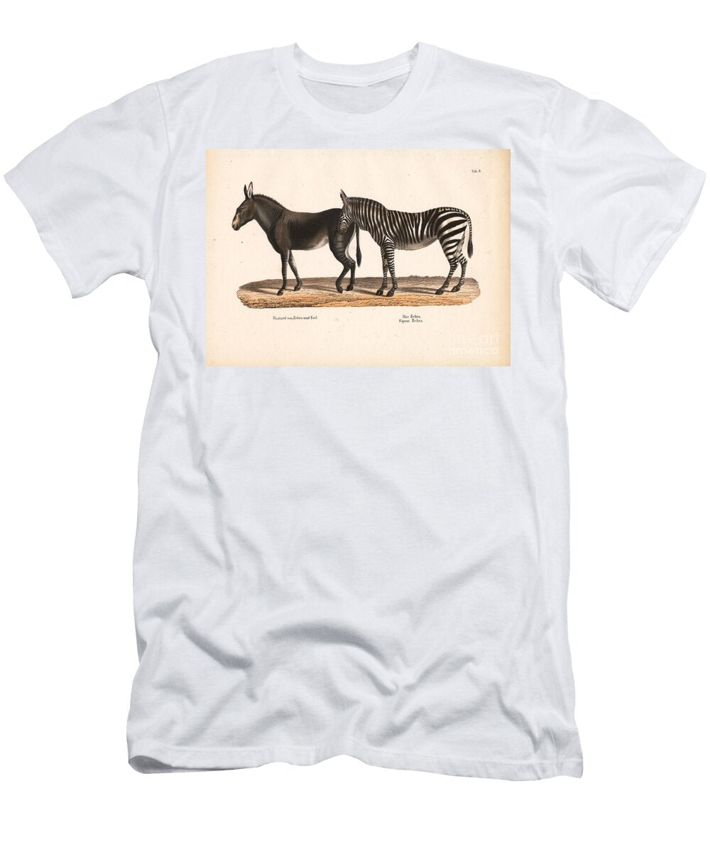 Plains Zebra and Zebra Donkey Hybrid 1848 Lithography Conrad Kull T-Shirt