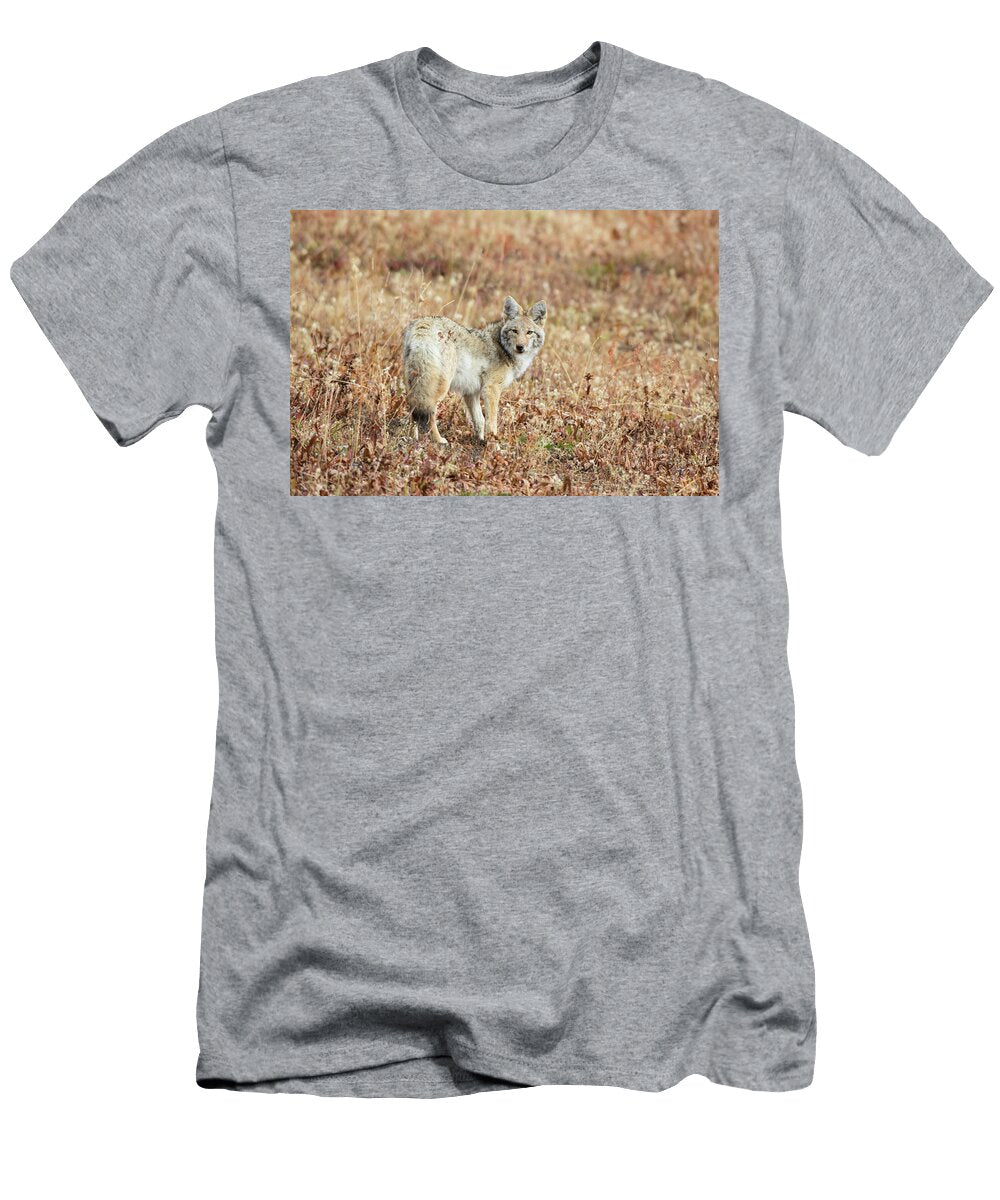 Portrait of Coyote Canis Latrans Animal Images T-Shirt