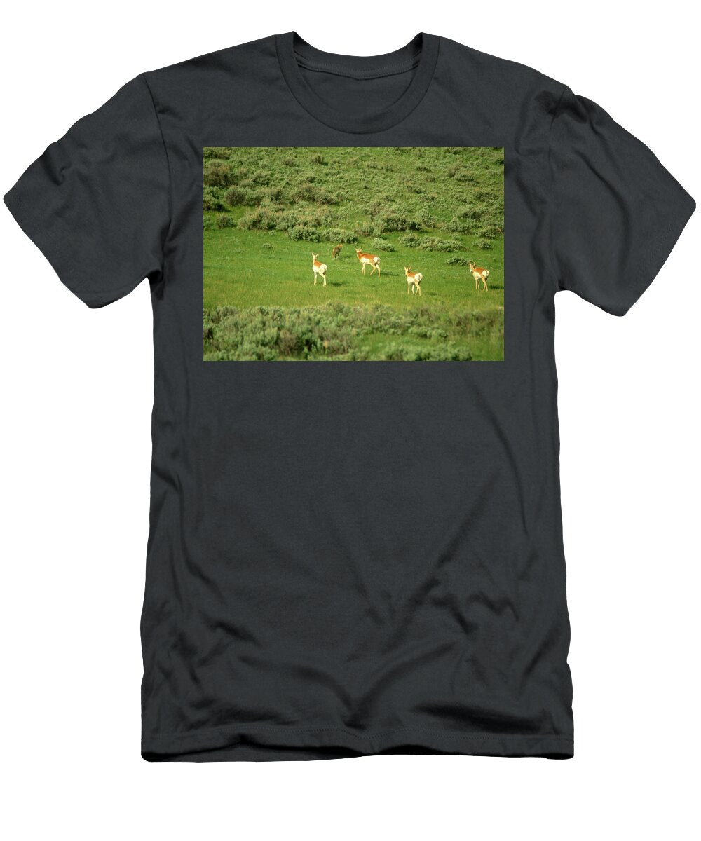 Pronghorn Antelopes Chasing Coyote John Burk T-Shirt
