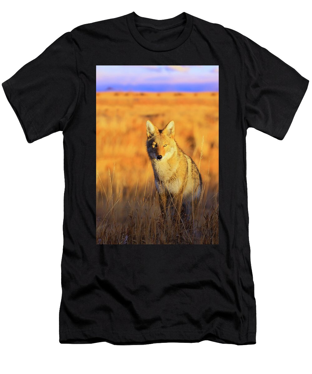Shine on Kadek Susanto T-Shirt