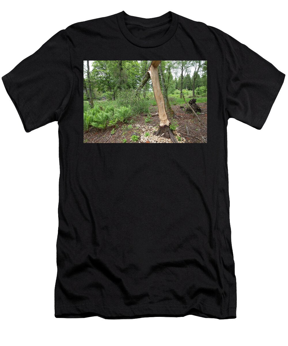 Silver Birch Tree Damage Caused By Beaver Bamff Estate Scotland the Big Picture Natureplcom T-Shirt