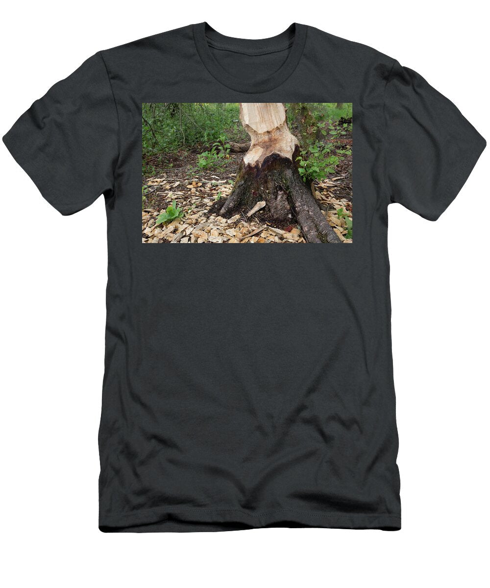 Silver Birch Tree Damaged By Beavers Bamff Estate Scotland the Big Picture Natureplcom T-Shirt