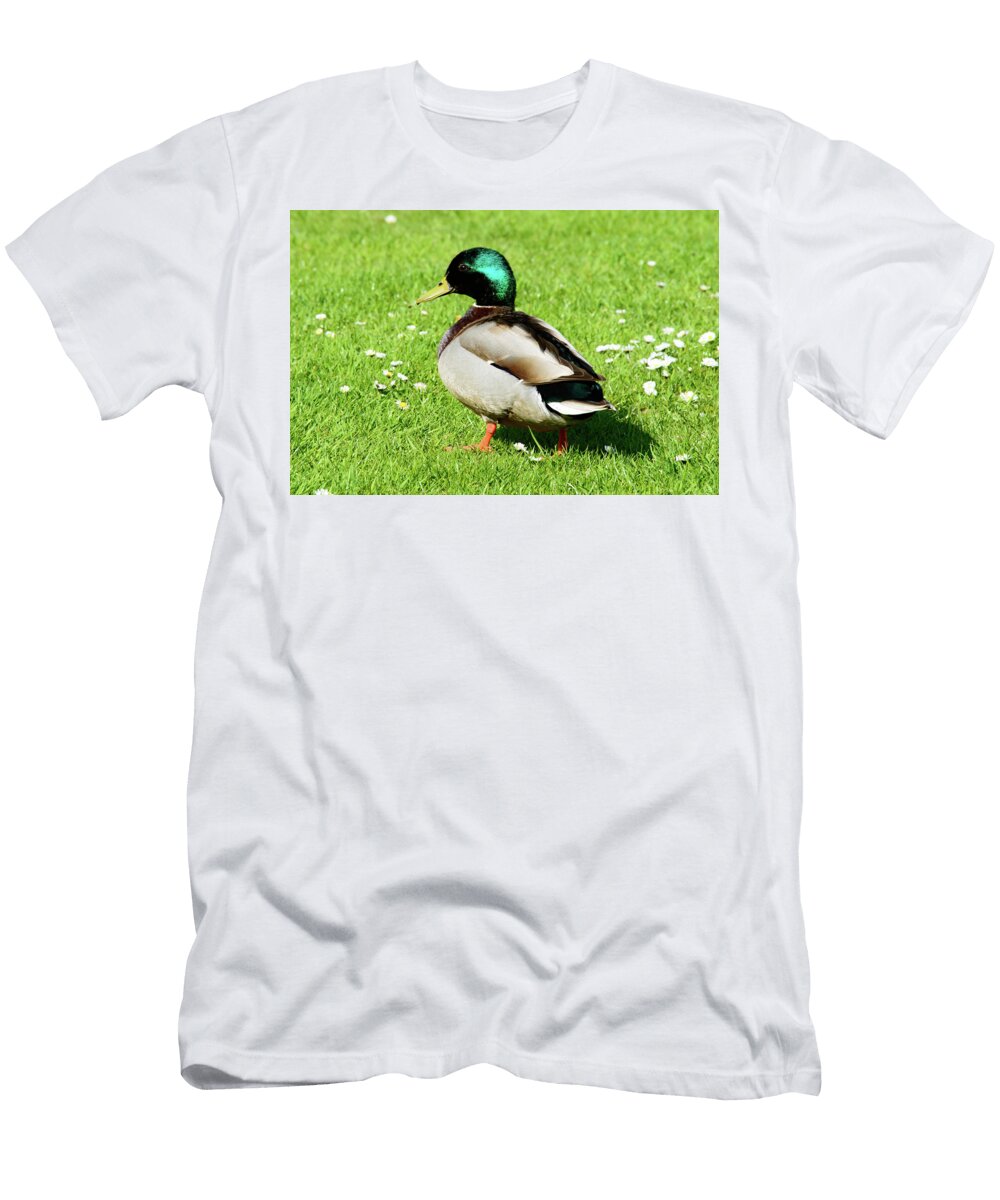 Single Male Mallard Duck Walking in Grass Johan Ferret T-Shirt