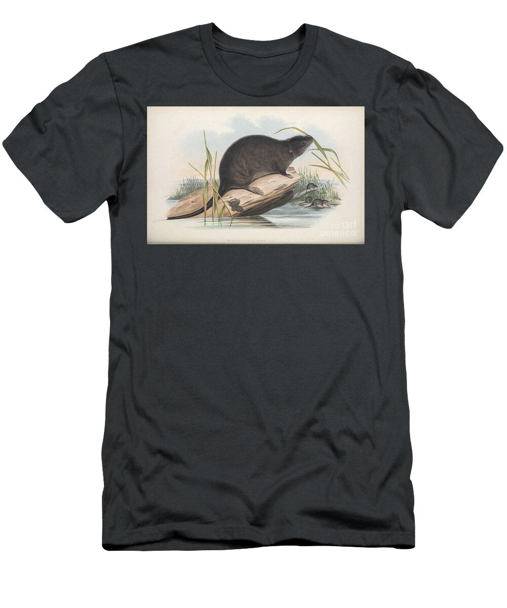 Sooty Beaver Rat Hydromys Faliginosus C5 Historic Illustrations T-Shirt