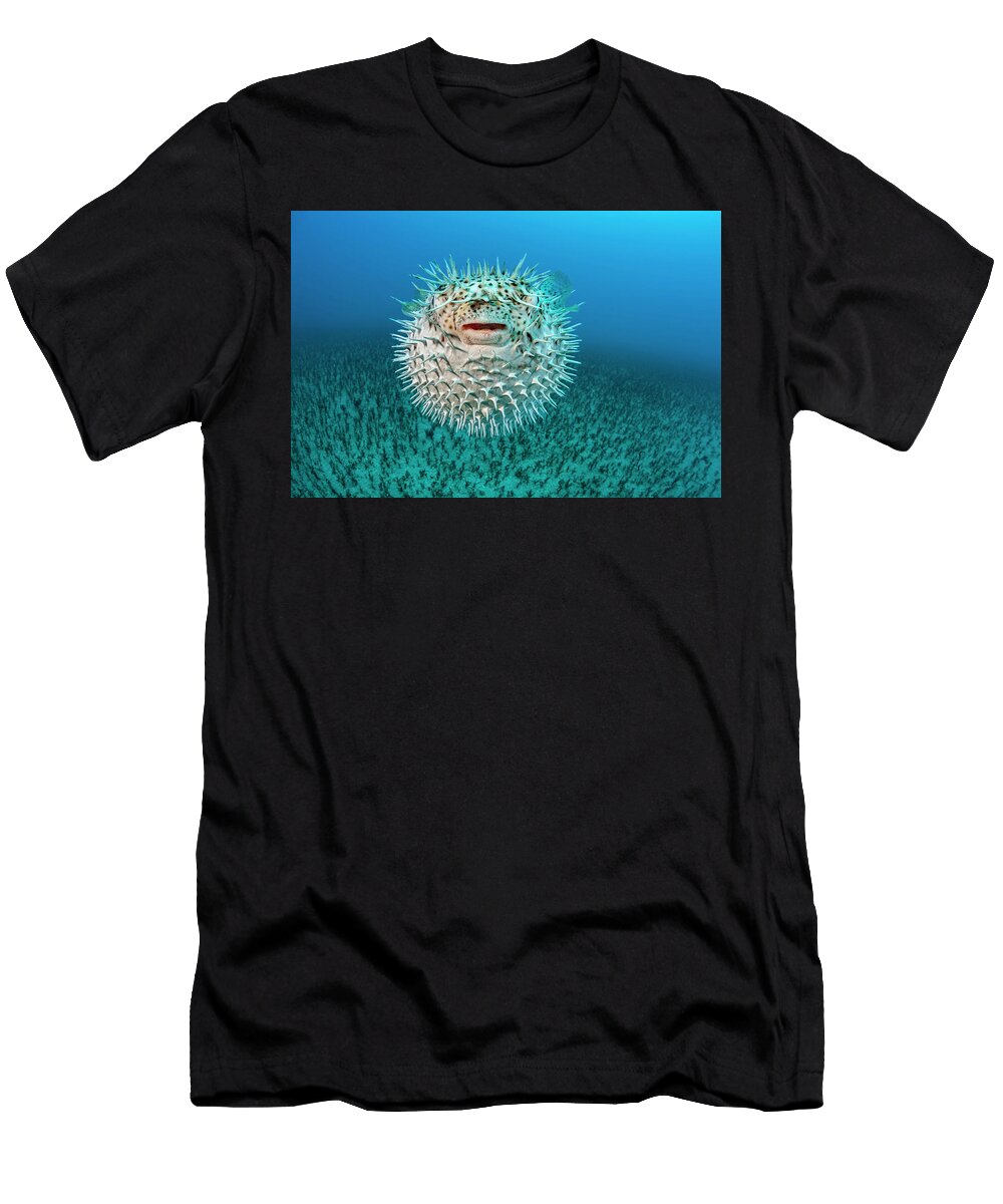 Spotted Porcupine Fish Inflated Displaying Defensive David Fleetham Natureplcom T-Shirt