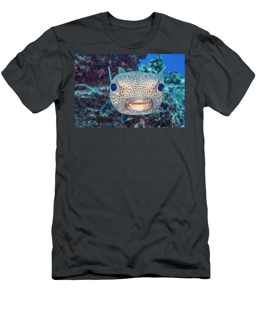 Spotted Porcupinefish Close Up Portrait Hawaii Pacific David Fleetham Natureplcom T-Shirt