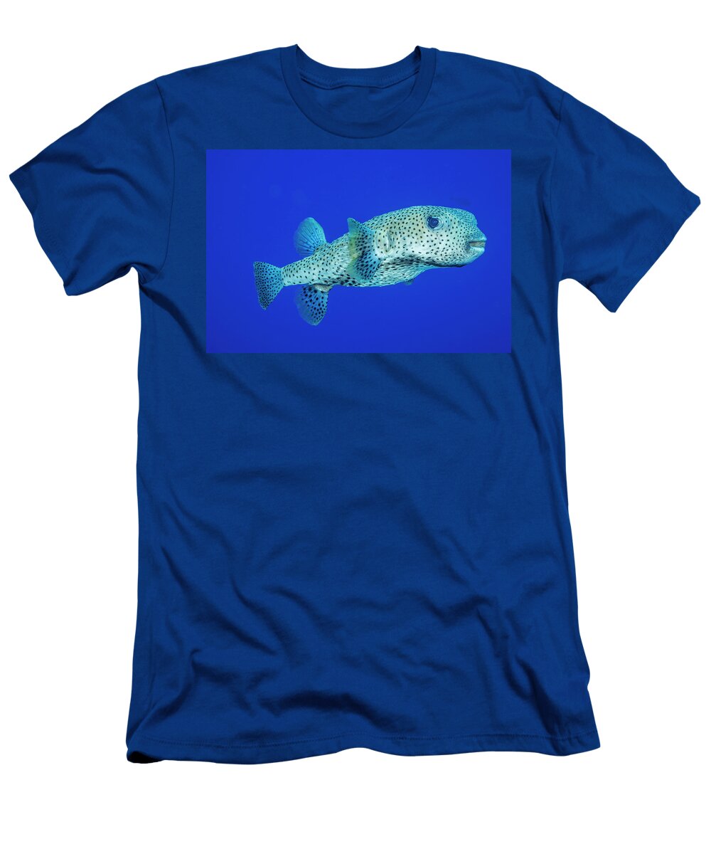 Spotted Porcupinefish Portrait Hawaii Pacific David Fleetham Natureplcom T-Shirt