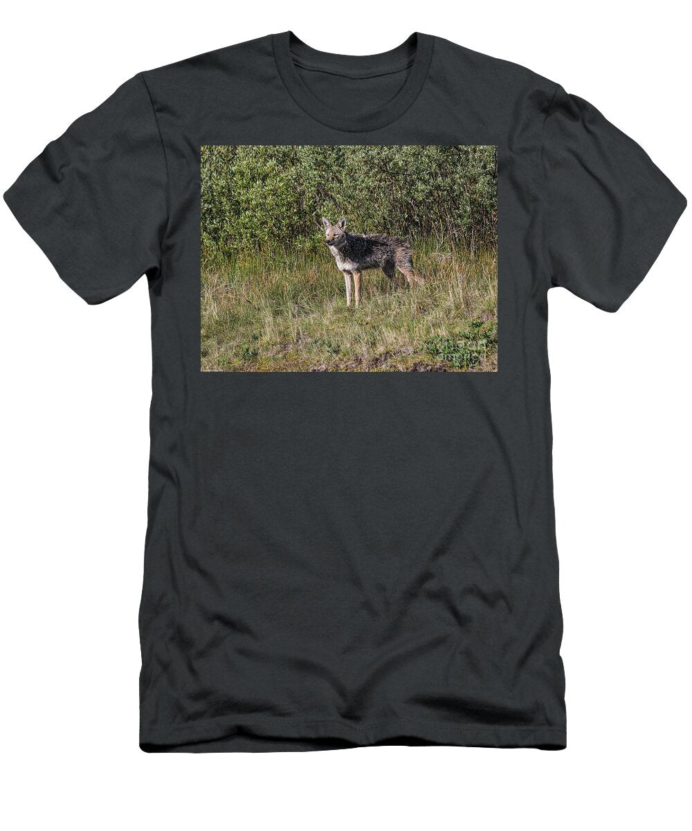 Spring Coyote Mitch Shindelbower T-Shirt