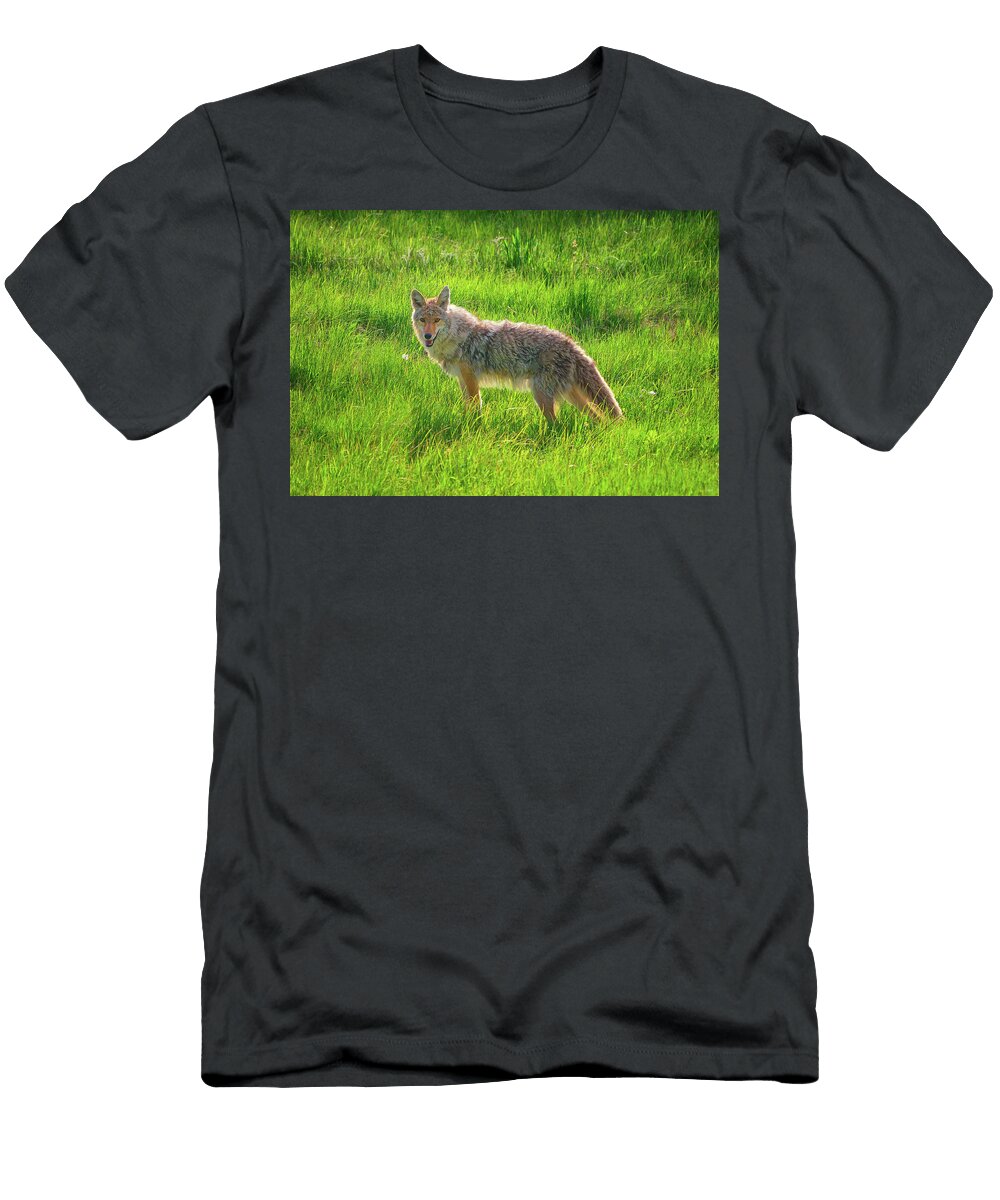 Summer Stroll Greg Norrell T-Shirt