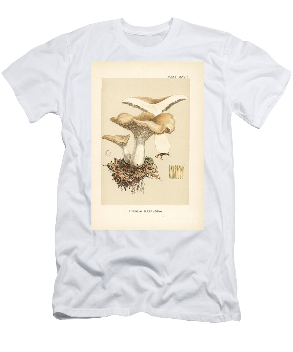 Sweet Tooth Wood Hedgehog or Hedgehog Mushroom European School T-Shirt