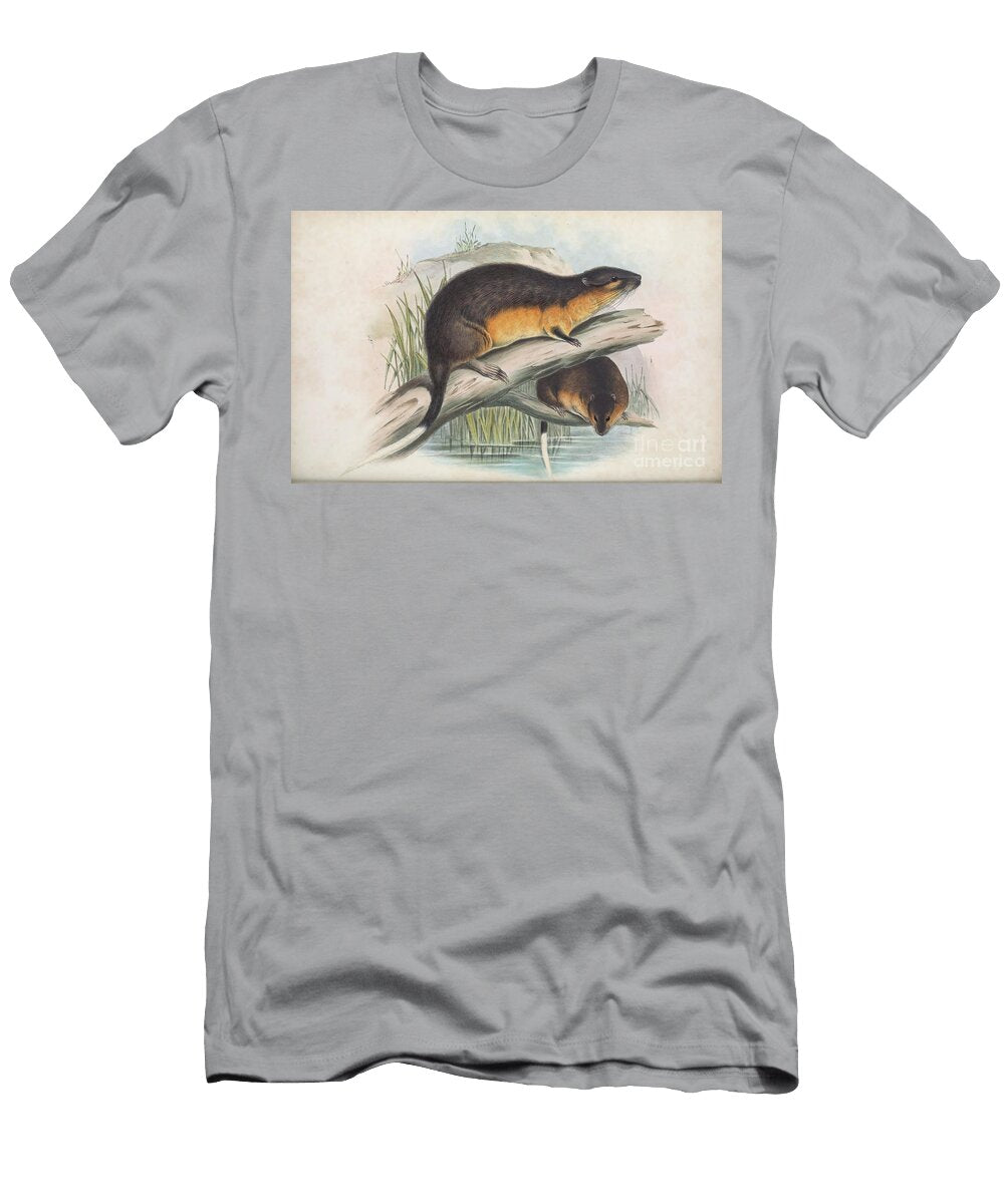 The Rakali Hydromys Chrysogaster C2 Historic Illustrations T-Shirt
