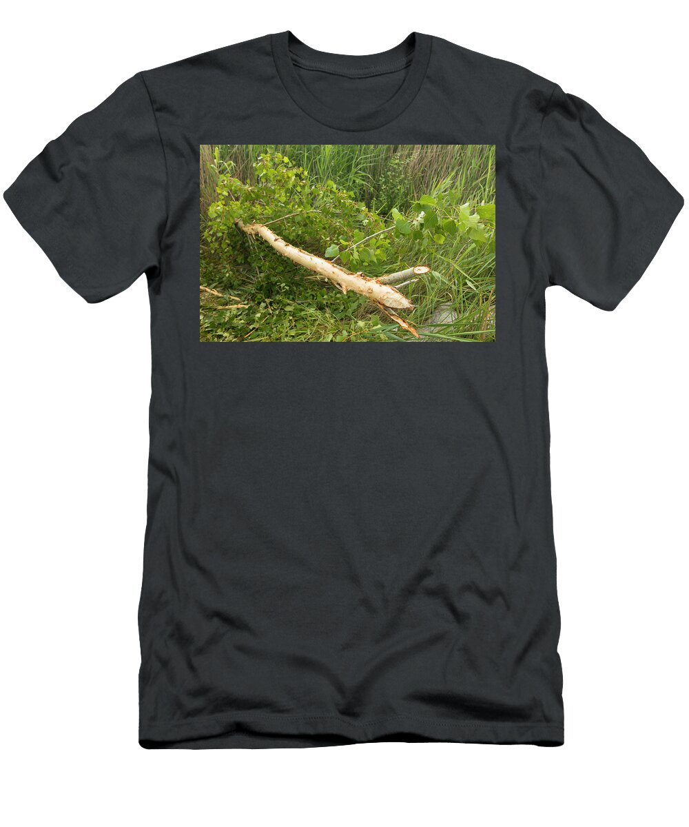 Tree Felled By European Beaver Along Alhama River Ebro Eduardo Blanco Natureplcom T-Shirt