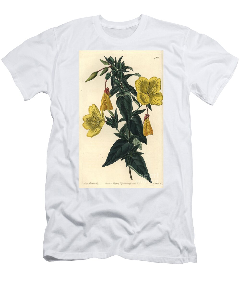 Variety of Evening Primrose or Grass with Donkeys Evening Primrose Oenothera Fruticosa Subsp Sydenham Teast Edwards T-Shirt