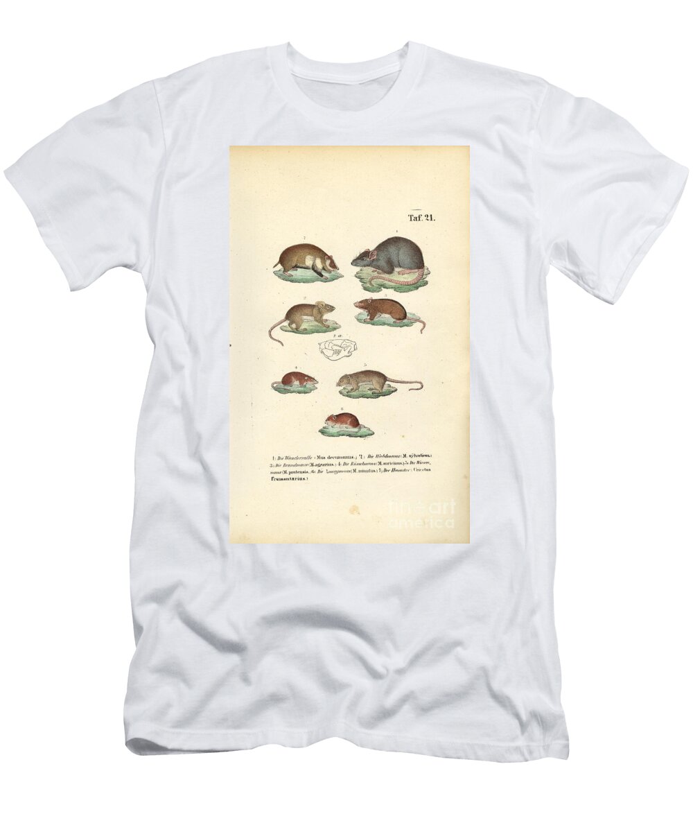 Various Species of Muridae 1850 Lithography J W Tenhaeff T-Shirt