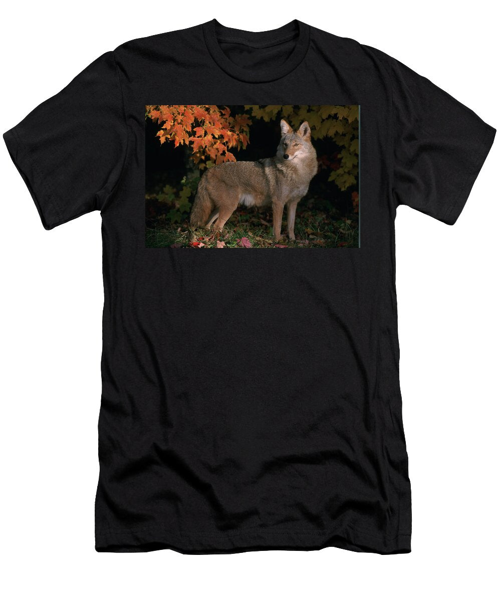 Vhurst Tk8678e Coyote in Maple Leaves Victoria Hurst T-Shirt