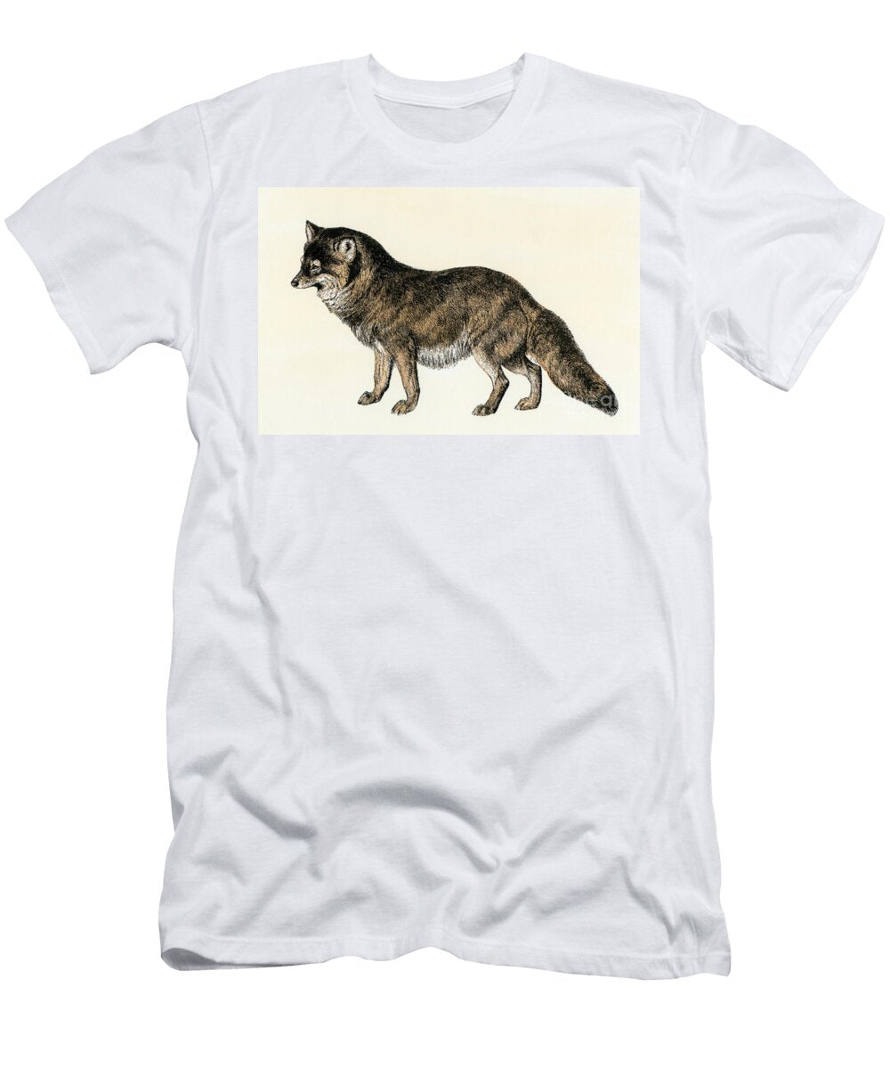 West American Bushy Tailed Coyote Colour Engraving After a 19th Century Illustration American School T-Shirt