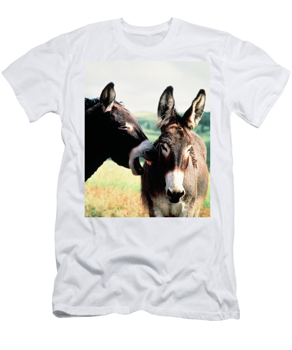 Wild Burros Custer State Park South Vintage Images T-Shirt