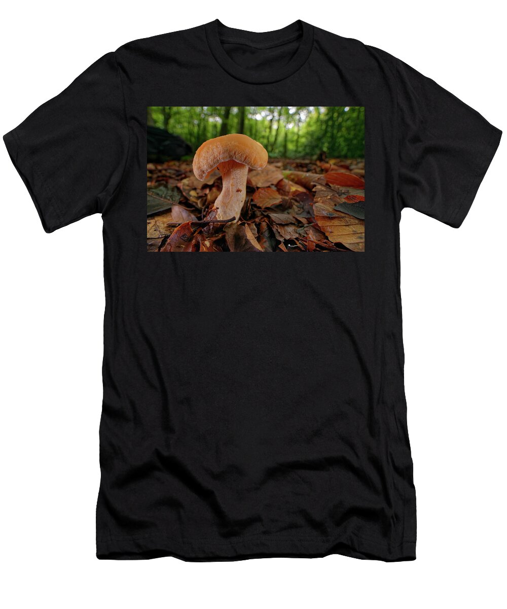 Wood Hedgehog an Edible Mushroom Among Leaf Litter in Nick Upton Natureplcom T-Shirt