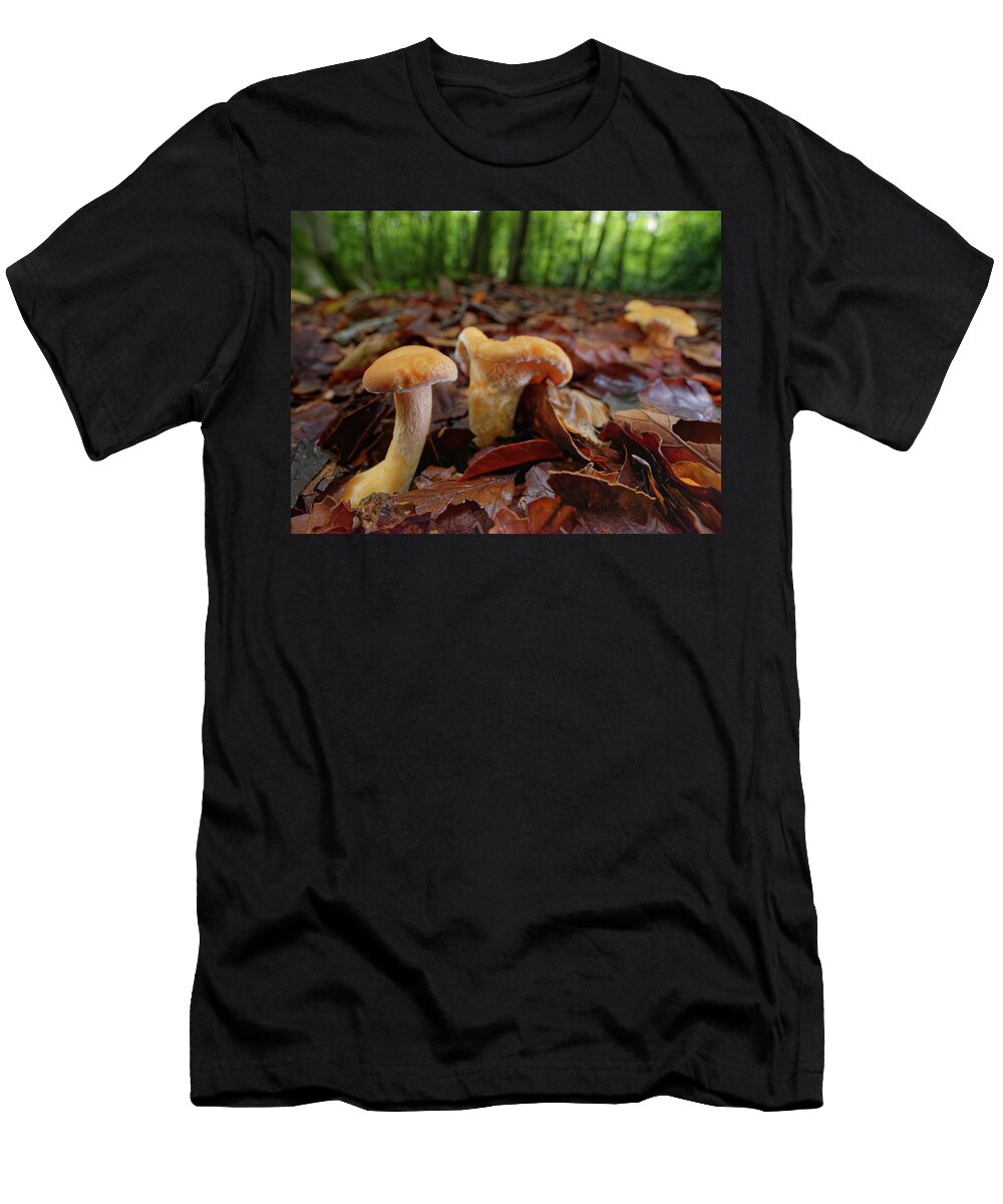 Wood Hedgehog Edible Mushrooms Among Leaf Litter in Dense Nick Upton Natureplcom T-Shirt