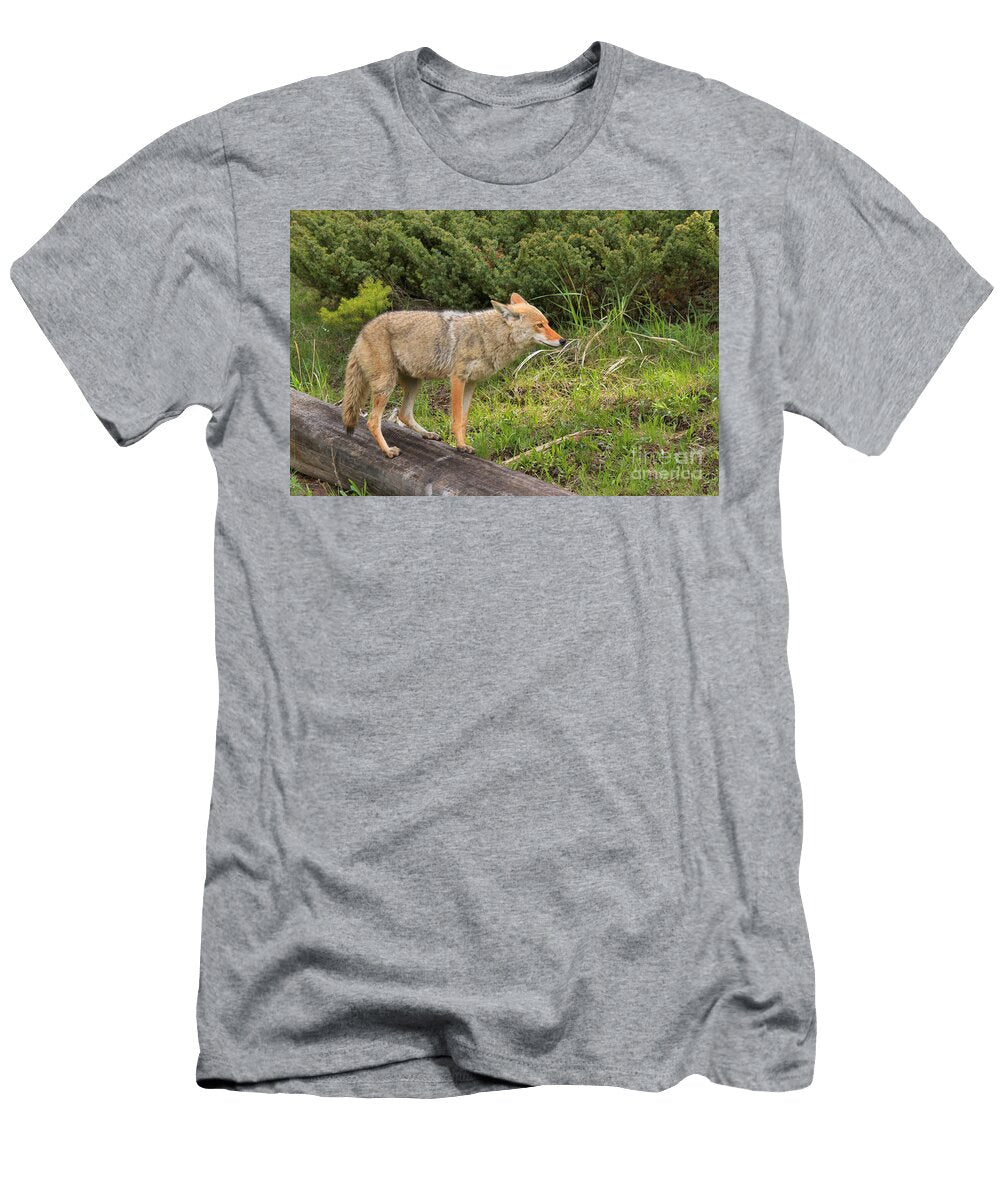 Yellowstone Coyote Pose Adam Jewell T-Shirt