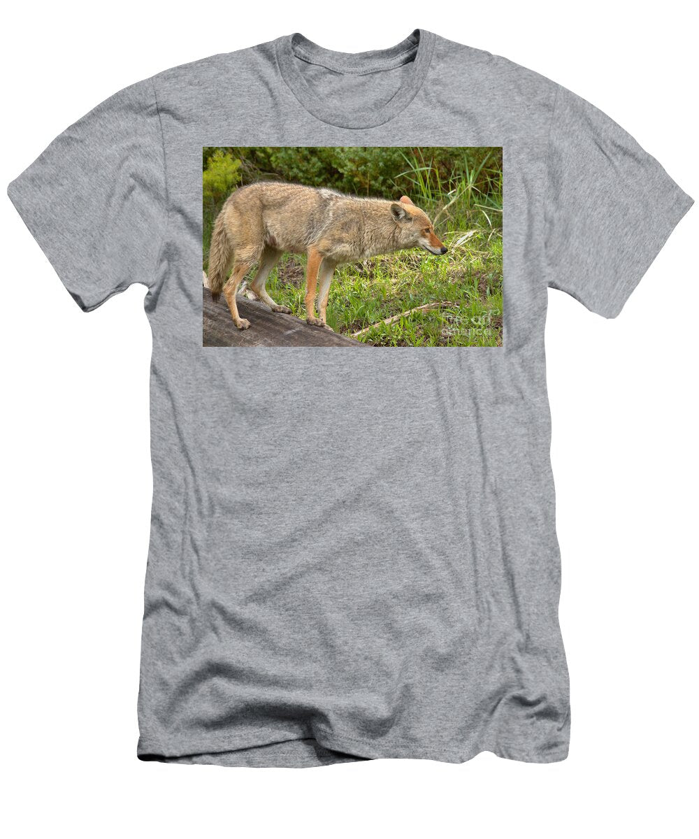Yellowstone Coyote Scout Adam Jewell T-Shirt