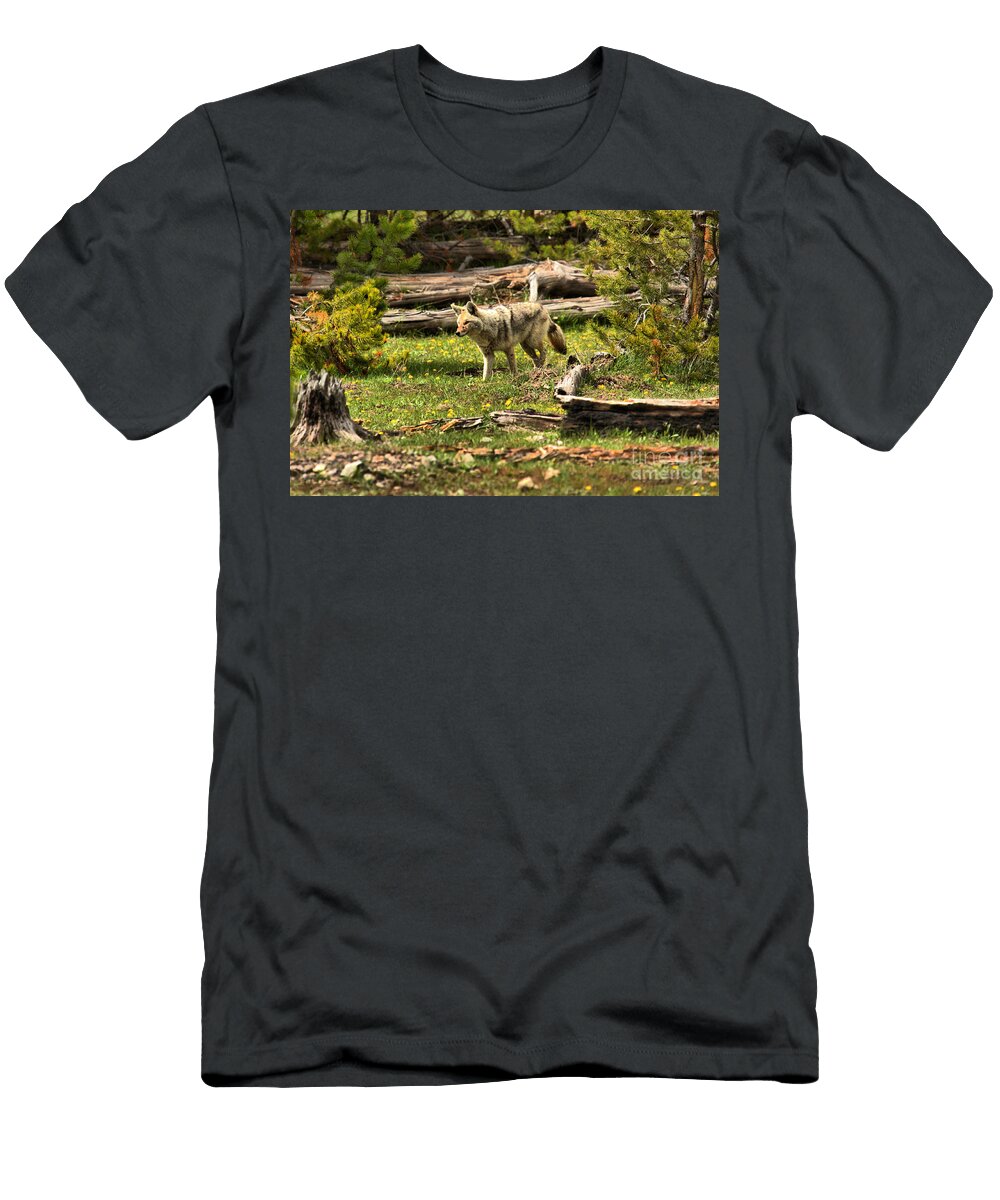 Yellowstone Coyote Wandering Along Adam Jewell T-Shirt