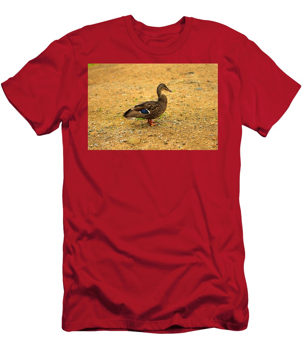 Young Mallard Duck Catherine Reusch Daley T-Shirt